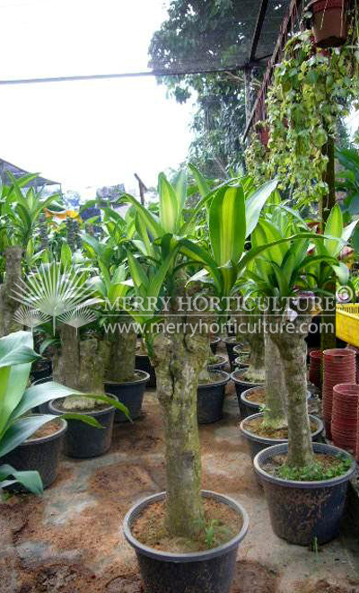 Dracaena fragrans massegeana (Multi)